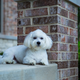 Image for article titled 39 *Scratchy Scratchy* Photos of Dogs